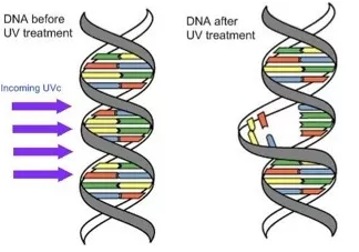How UV Sterilization Works