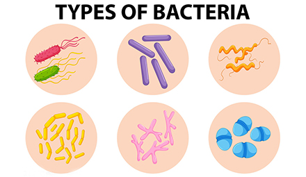 Which bacteria and viruses can be killed by ultraviolet light